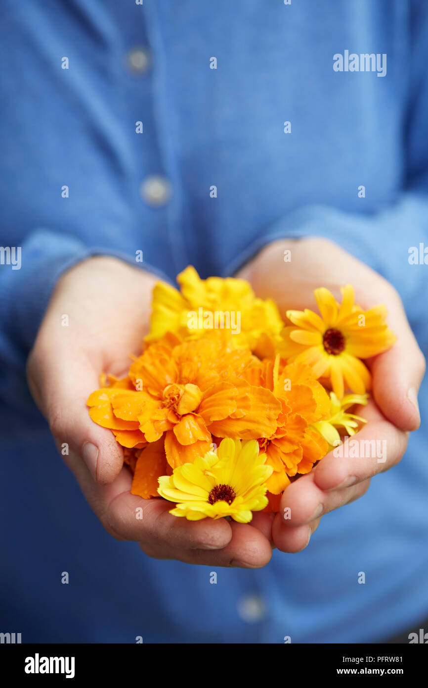 Uomo con Calendula (calendula) fiori in mani a tazza Foto Stock