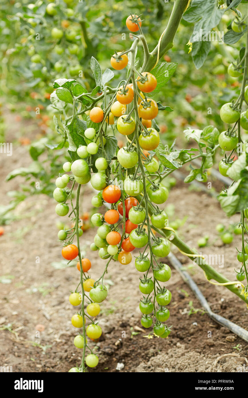 Biodinamica piante di pomodoro Foto Stock