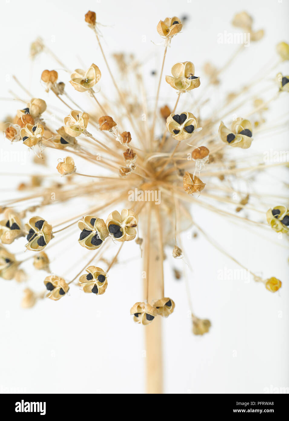 Allium seedhead Foto Stock