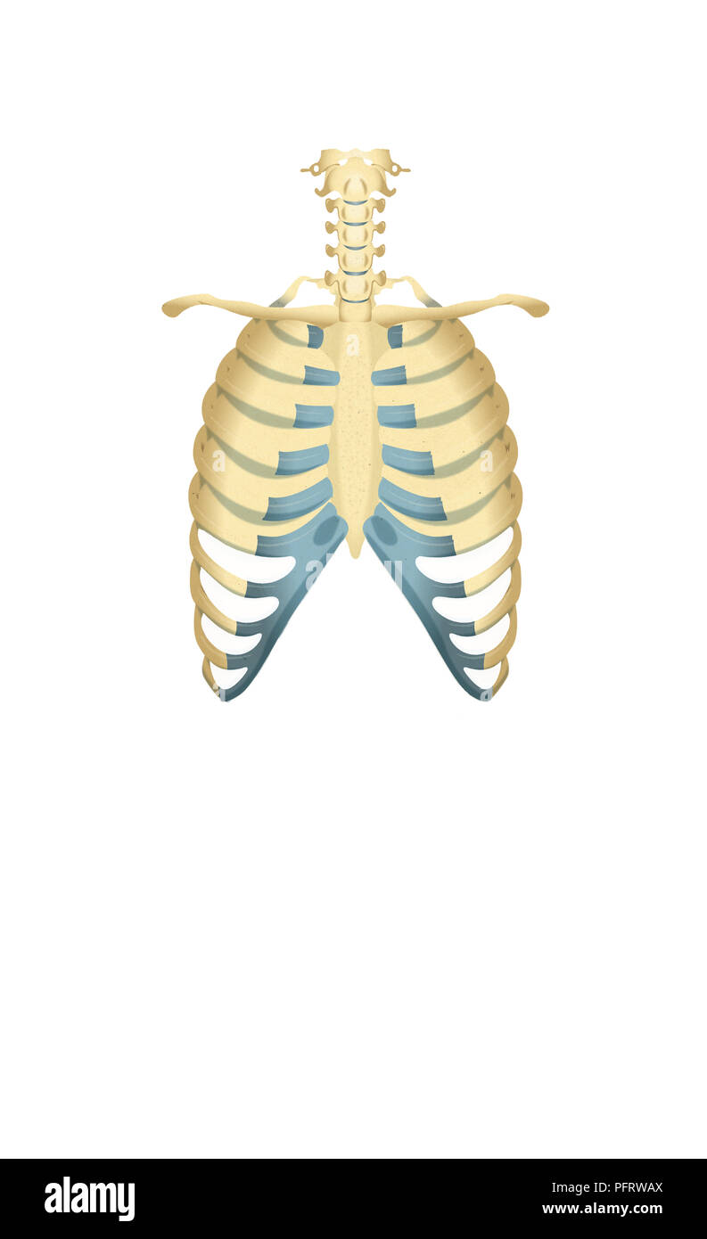 Illustrazione, cassa toracica Foto Stock