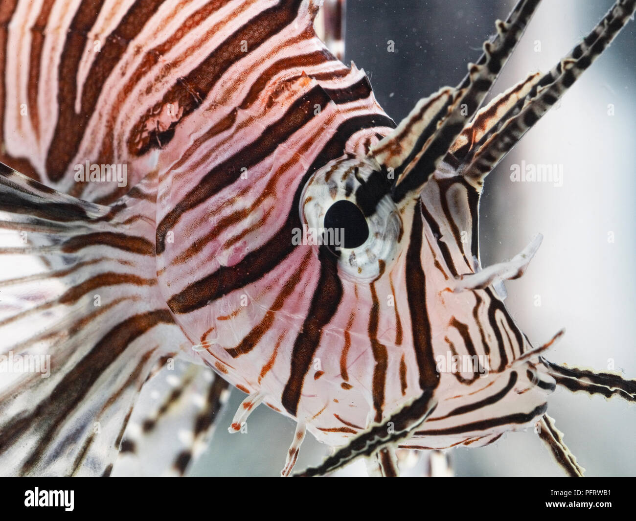 Red Lion pesci (pterois volitans) mostra close-up di occhi e corpo striato Foto Stock