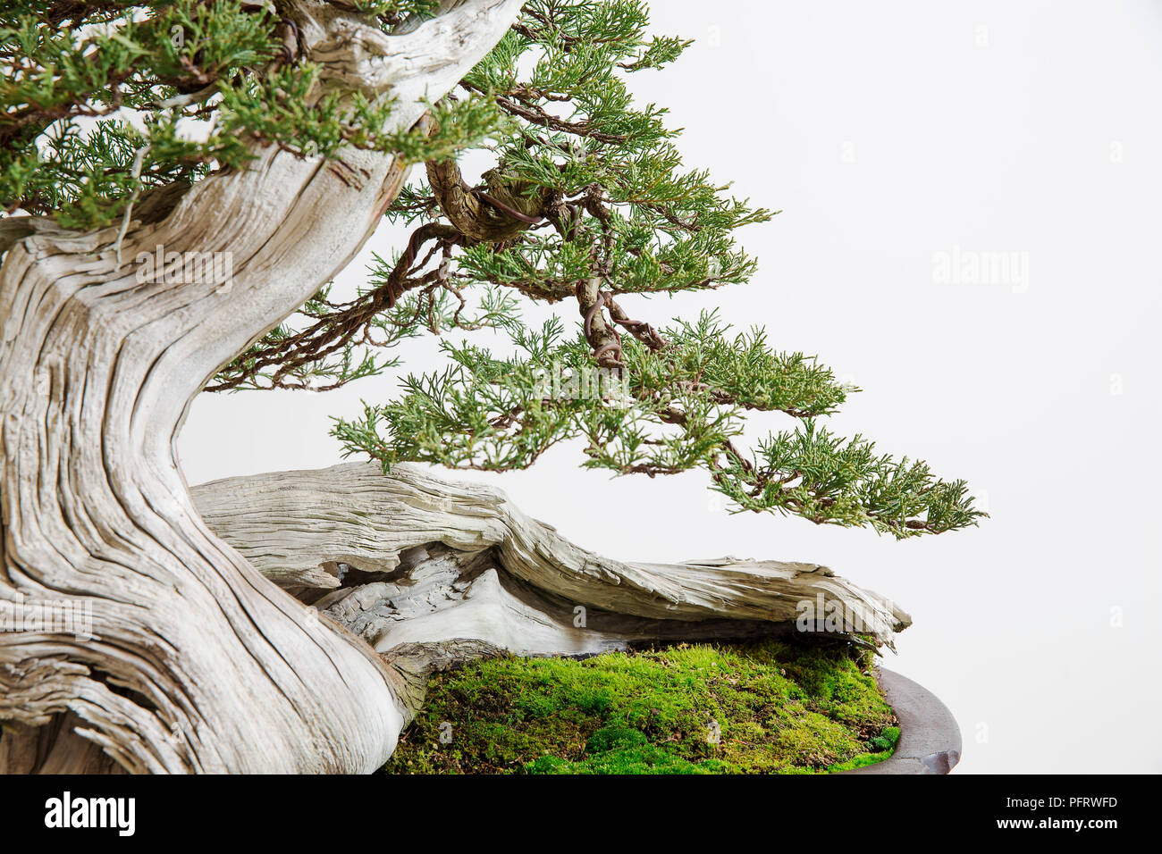 Bonsai Juniperus scopulorum, Rocky Mountain Ginepro, legno morto funzioni, delicato fogliame Foto Stock