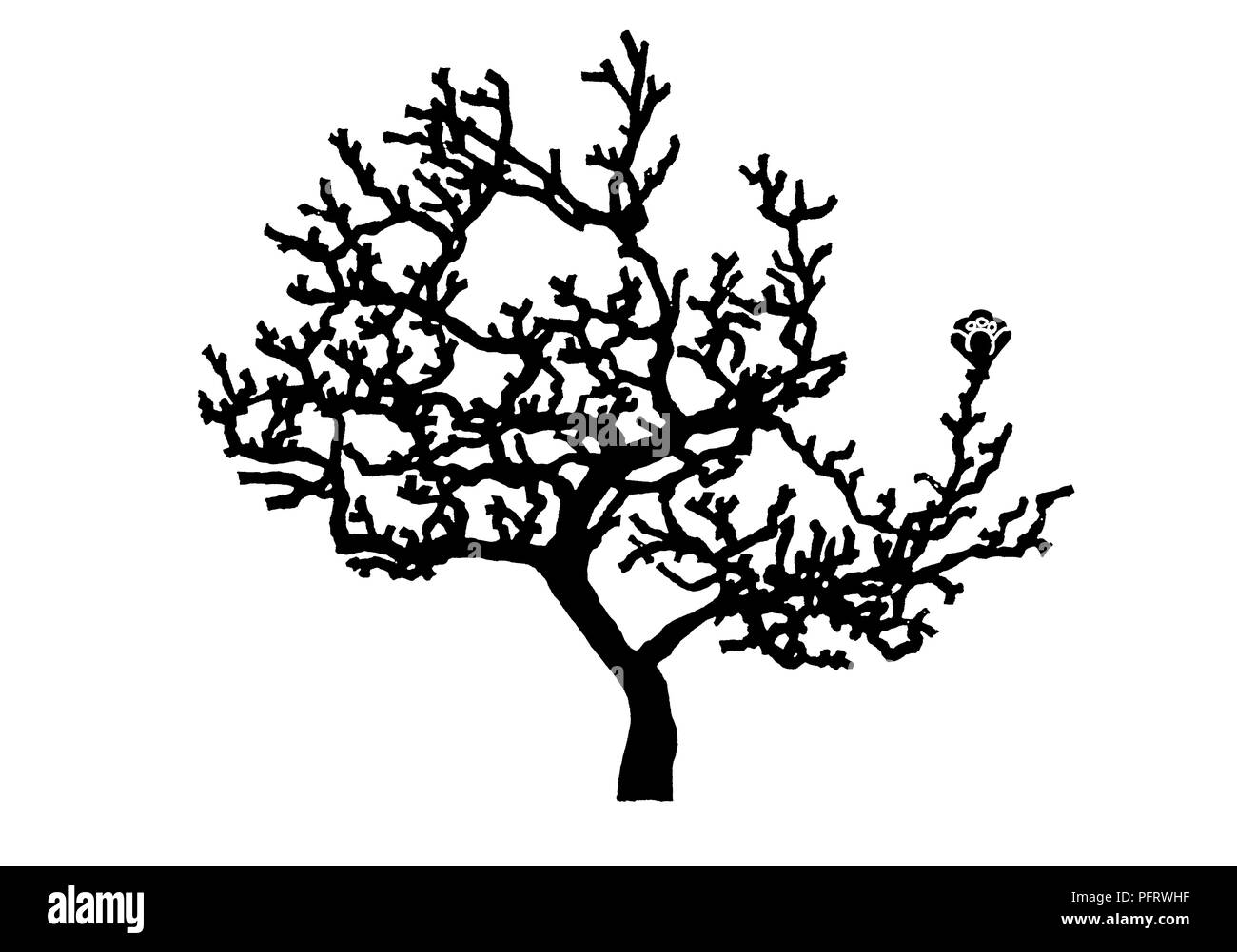 Fiore singolo su albero Foto Stock