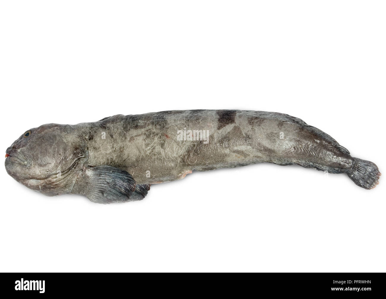 Wolfish (gatto artico) Foto Stock