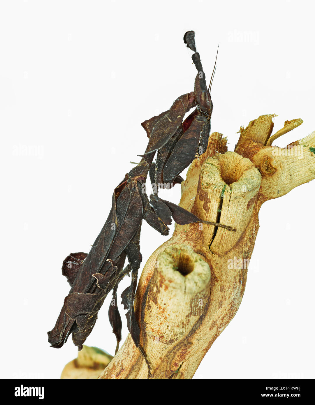 Ghost Mantis (Phyllocrania paradoxa) Foto Stock