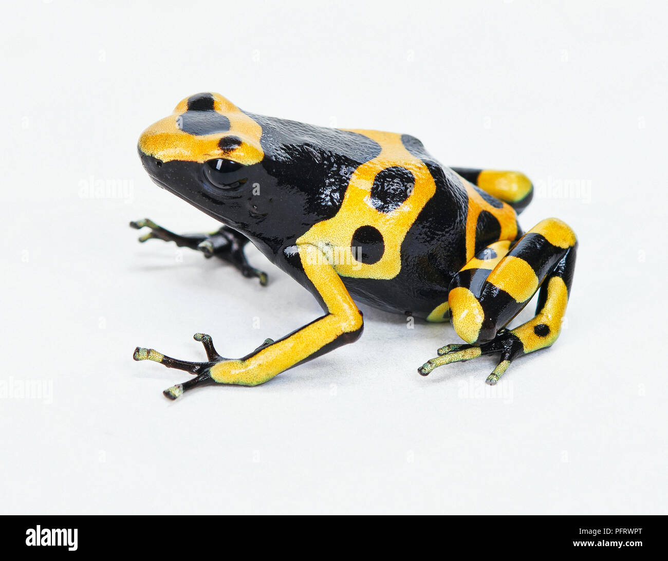 Bumblebee posion dart frog Foto Stock