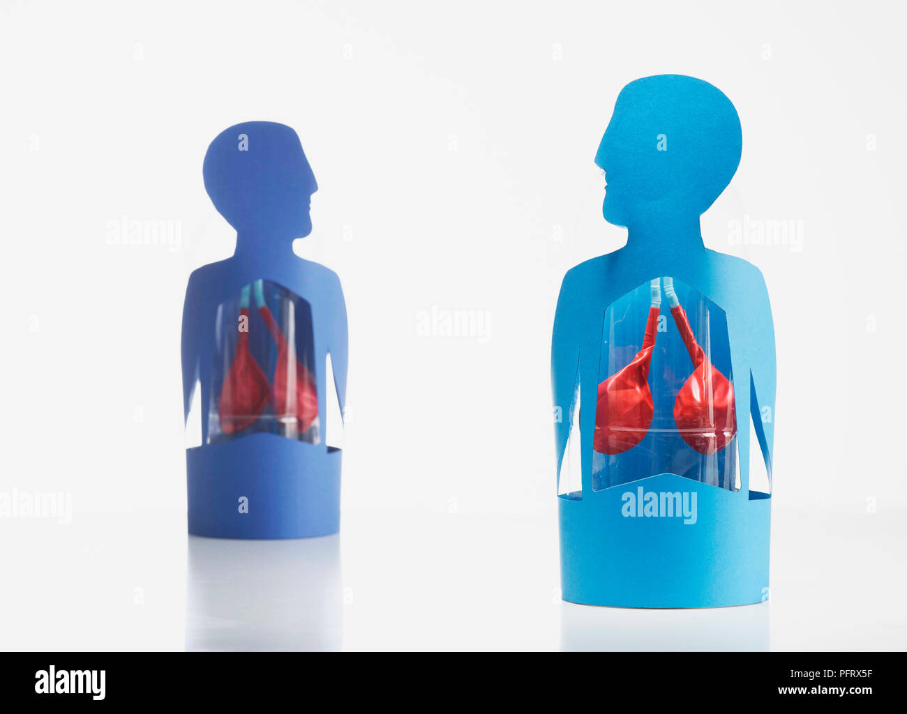Modello dei polmoni. Foto Stock