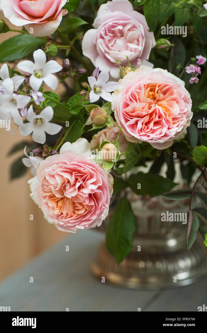 Rose fiori Foto Stock