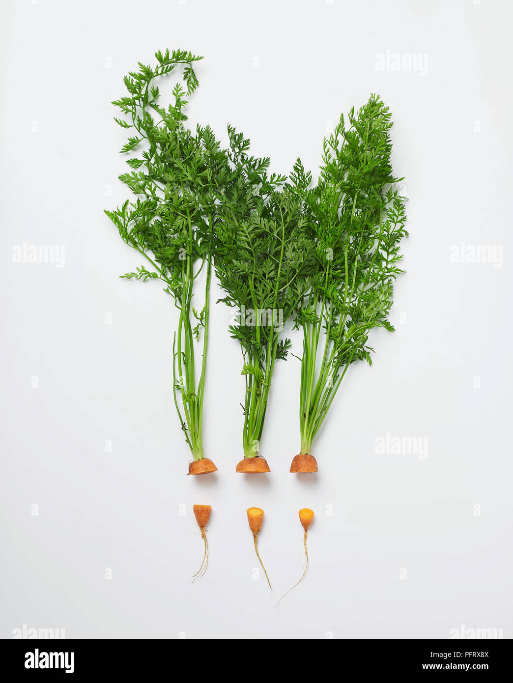 Cime di carota e code su sfondo bianco Foto Stock
