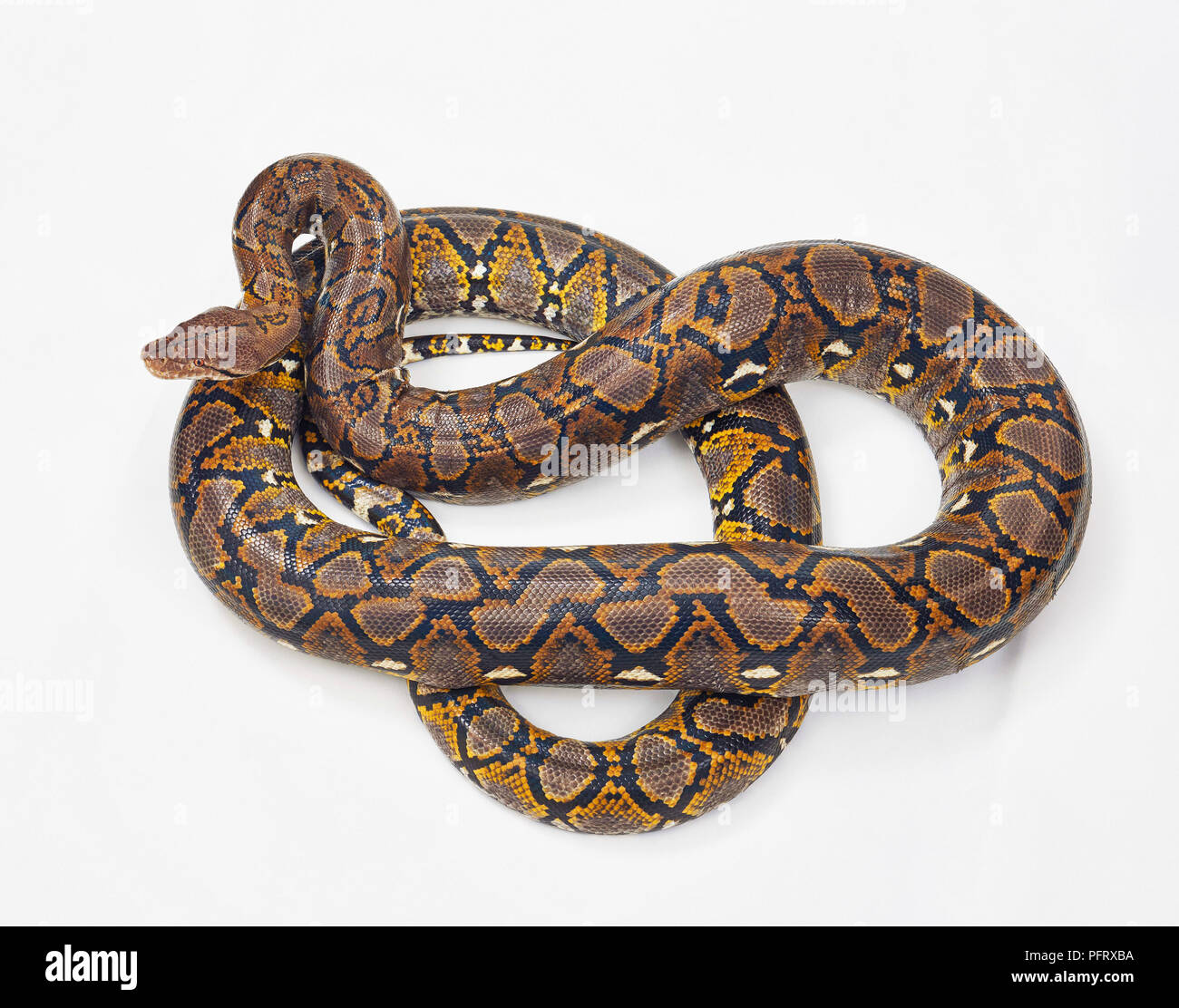 Pitone reticolato, Malayopython reticulatus. Foto Stock