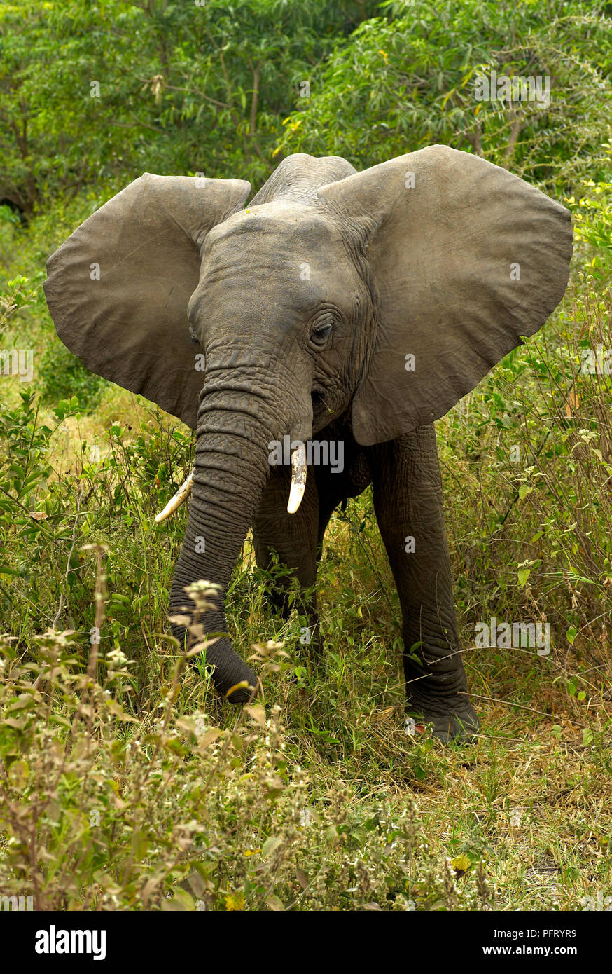 Elefante Africano Nel Green Bush Nel Parco Nazionale Del Lago Manyara, Tanzania Foto Stock