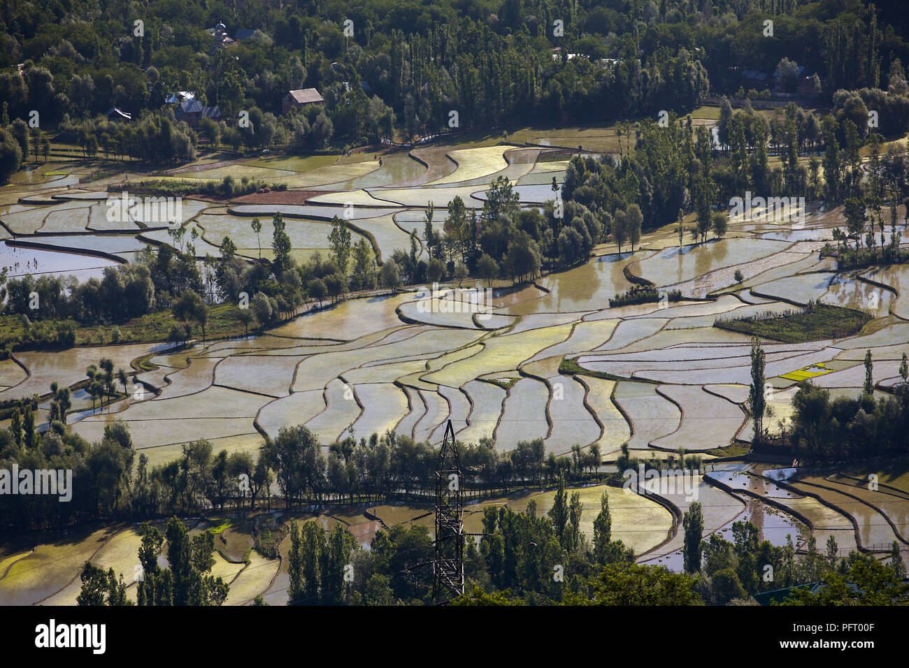 Vista aerea della valle del Kashmir con campo di riso terrazze Foto Stock