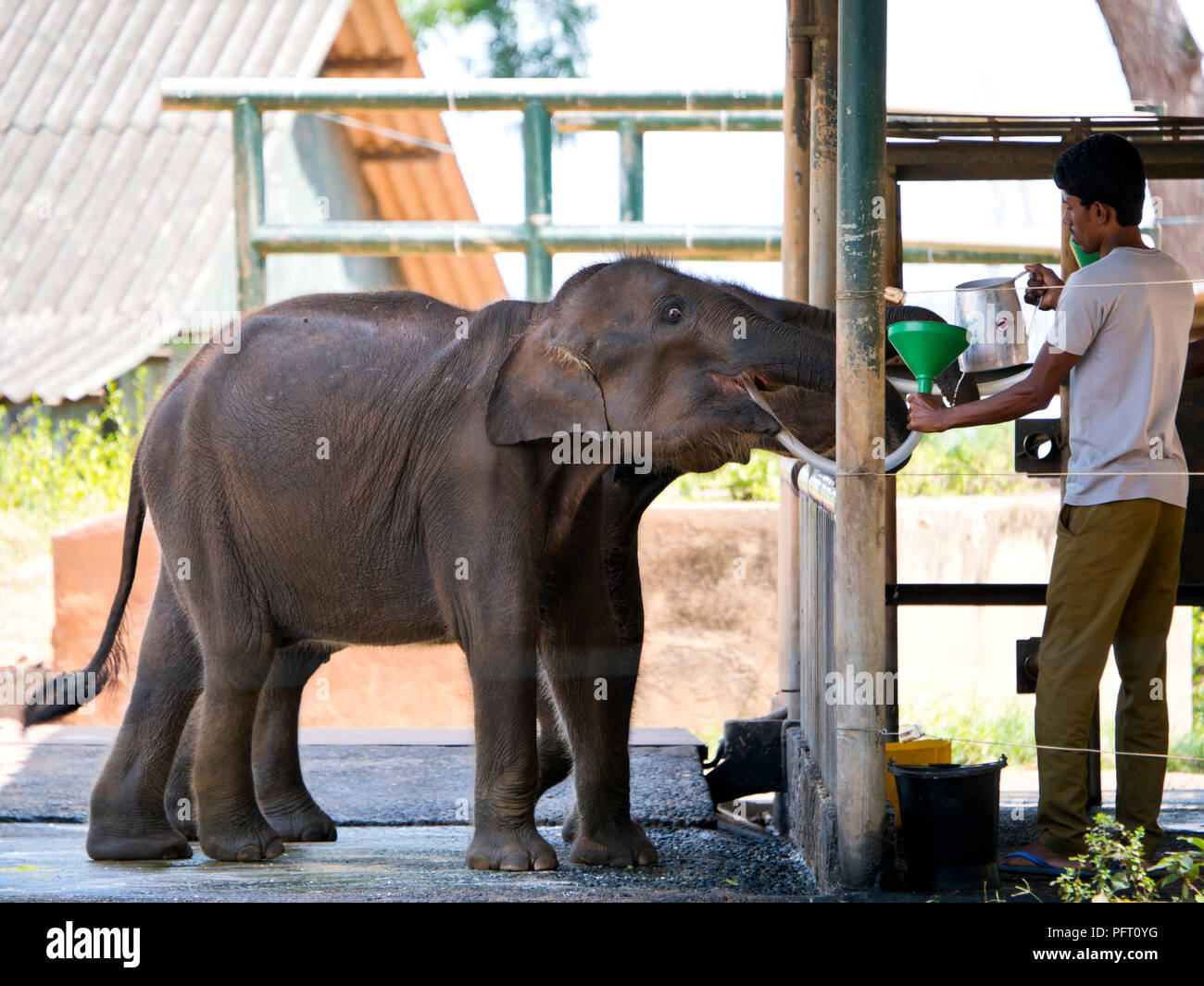 Vista orizzontale di elefanti in corrispondenza della stazione di alimentazione in corrispondenza di Udawalawe, Sri Lanka. Foto Stock