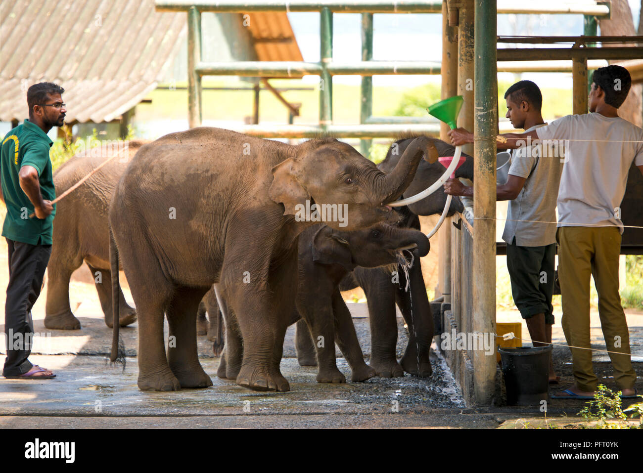 Vista orizzontale di elefanti in corrispondenza della stazione di alimentazione in corrispondenza di Udawalawe, Sri Lanka. Foto Stock