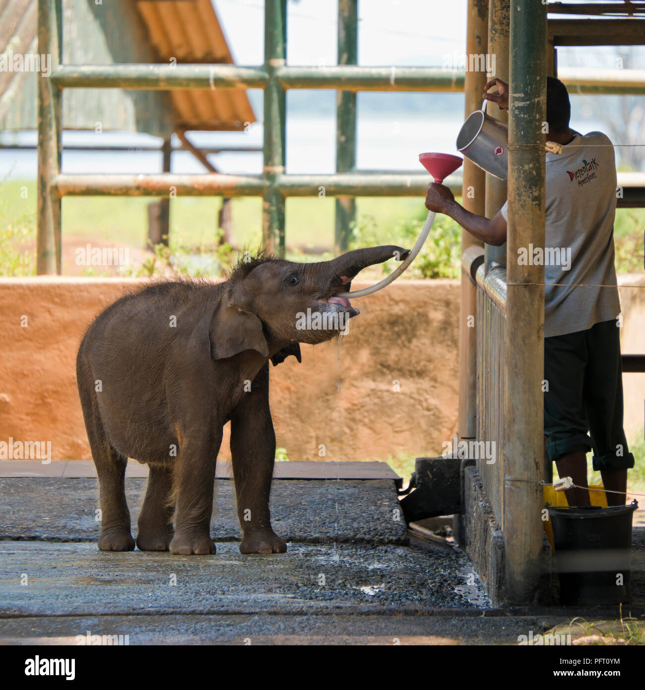Vista sulla piazza di una piccola nuova nato elephant in corrispondenza della stazione di alimentazione in corrispondenza di Udawalawe, Sri Lanka. Foto Stock