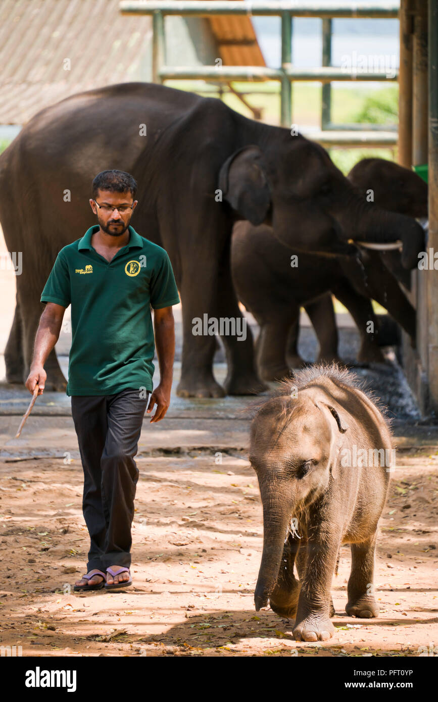 Vista verticale di un minuscolo neonato elephant in corrispondenza della stazione di alimentazione in corrispondenza di Udawalawe, Sri Lanka. Foto Stock