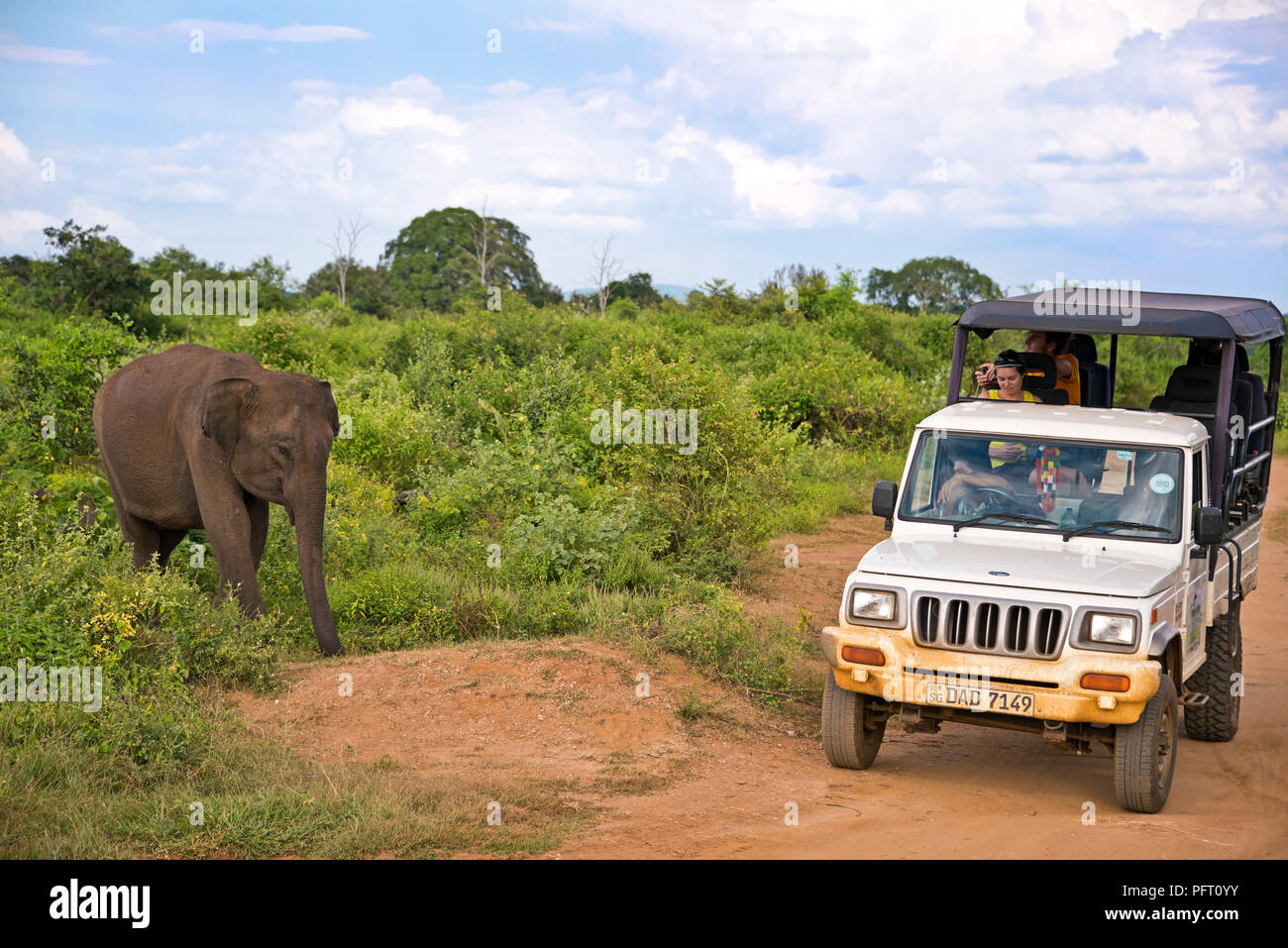 Vista orizzontale di un elefante vicino a una jeep safari a Udawalawe parco nazionale in Sri Lanka. Foto Stock