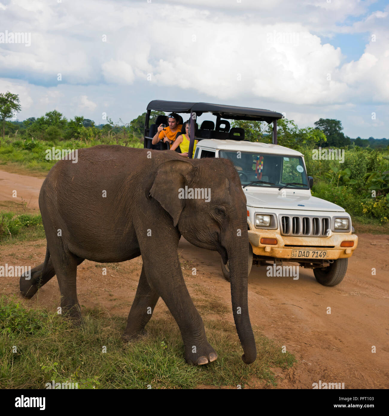 Vista sulla piazza di un elefante a piedi passato un jeep safari a Udawalawe parco nazionale in Sri Lanka. Foto Stock
