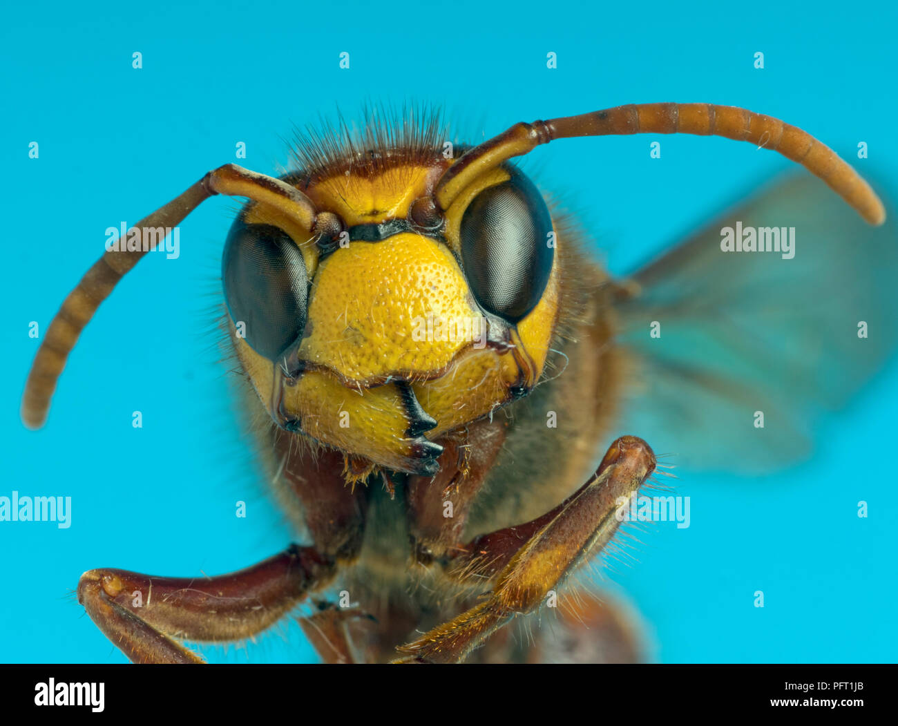 Hornet Vespa crabro closeup della testa Foto Stock