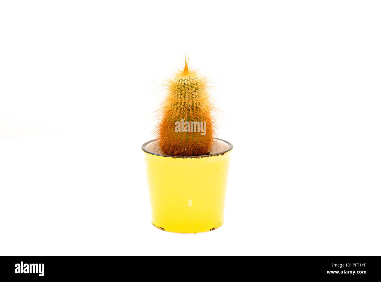 Cactus Isolato, molto Saturo e divertente in un vaso con sfondo bianco Foto Stock Cactus Isolato, molto Saturo e divertente in un vaso con sfondo bianco Foto Stock