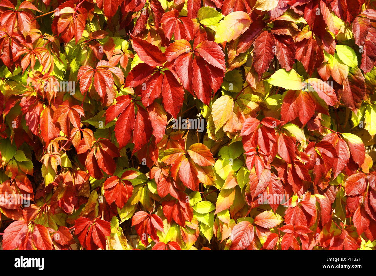 Autunno rosso foglie di uva che copre una parete Foto Stock