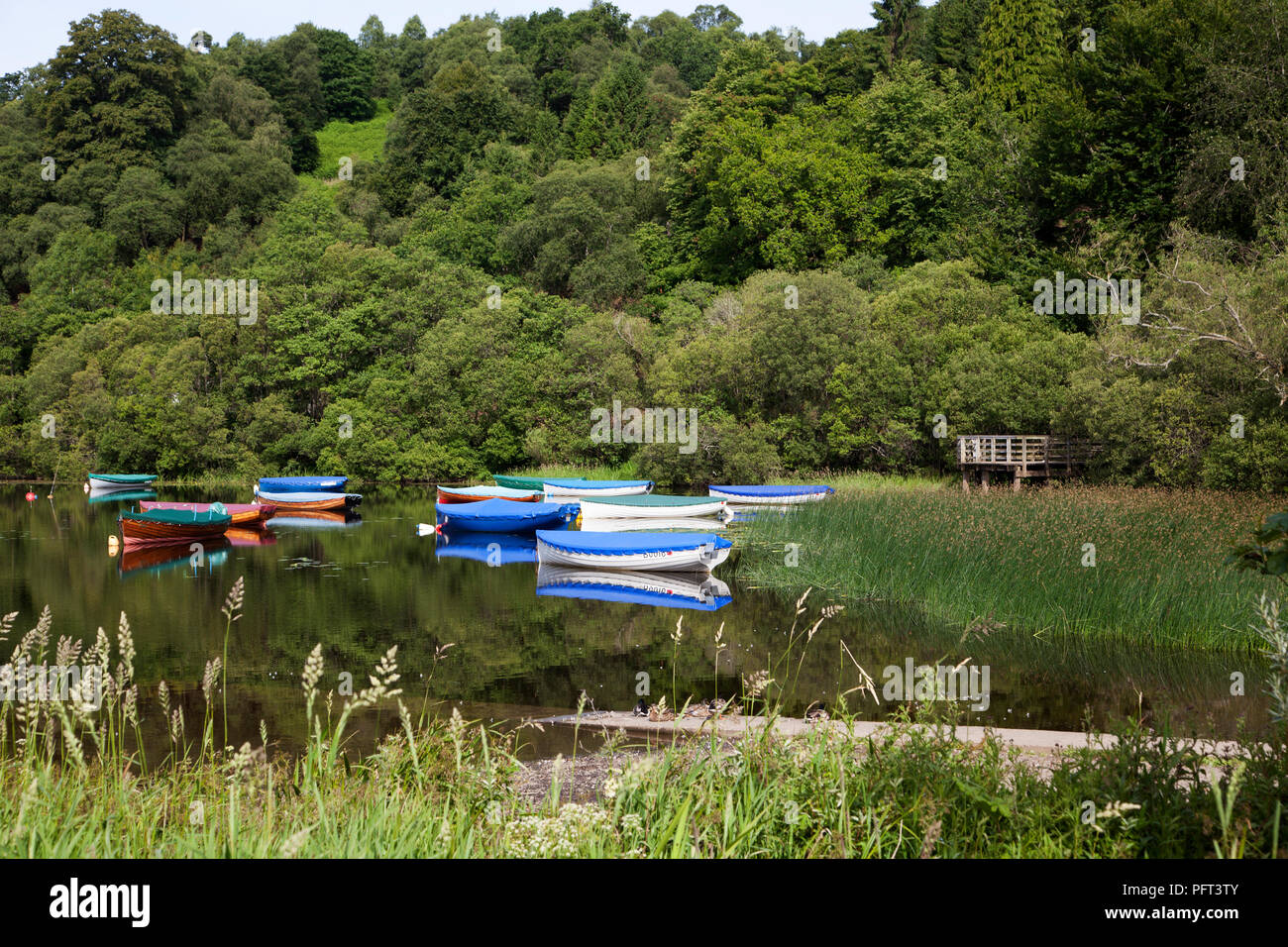 Barche a remi memorizzati con i coperchi a Balmaha, Loch Lomond Scozia con le anatre in appoggio sullo scivolo Foto Stock