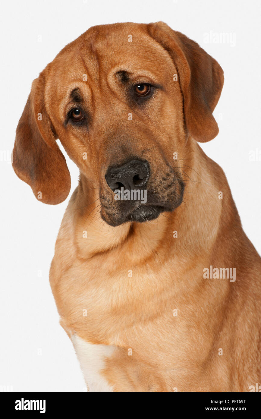 La testa e le spalle del giallo-brunastro dei Molossi Broholmer razza di cane noto anche come Broholmer danese Foto Stock