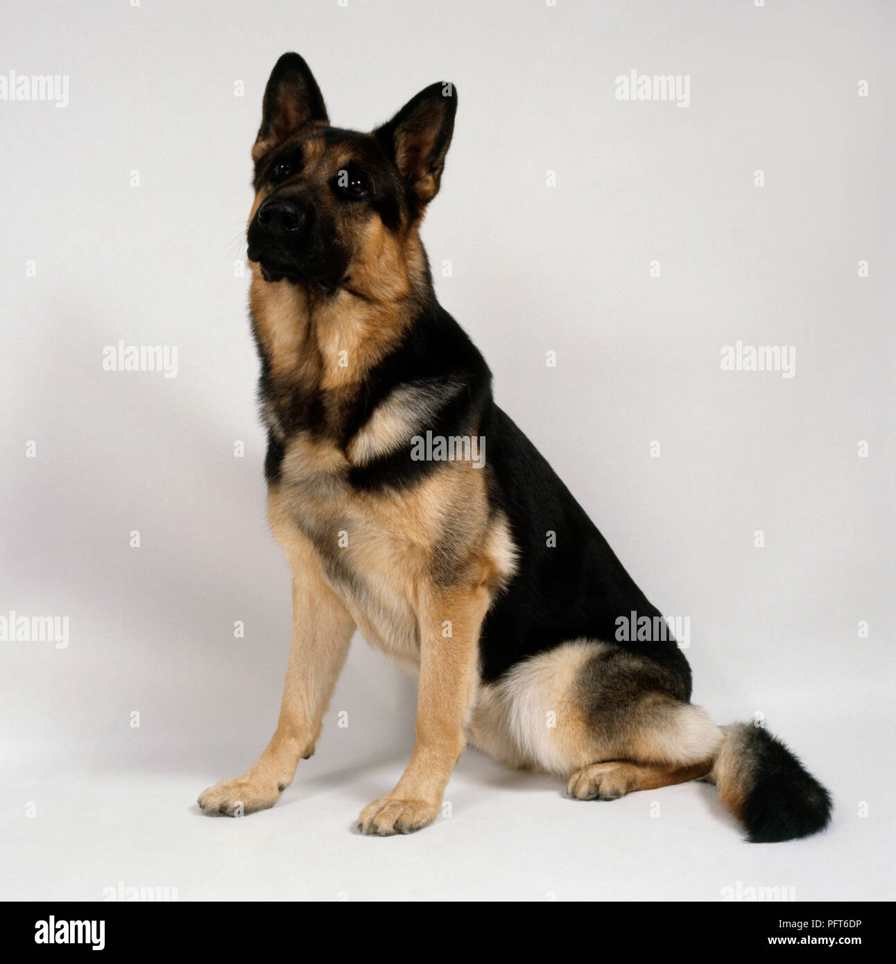 Avviso nero focato pastore tedesco cane, seduta Foto Stock