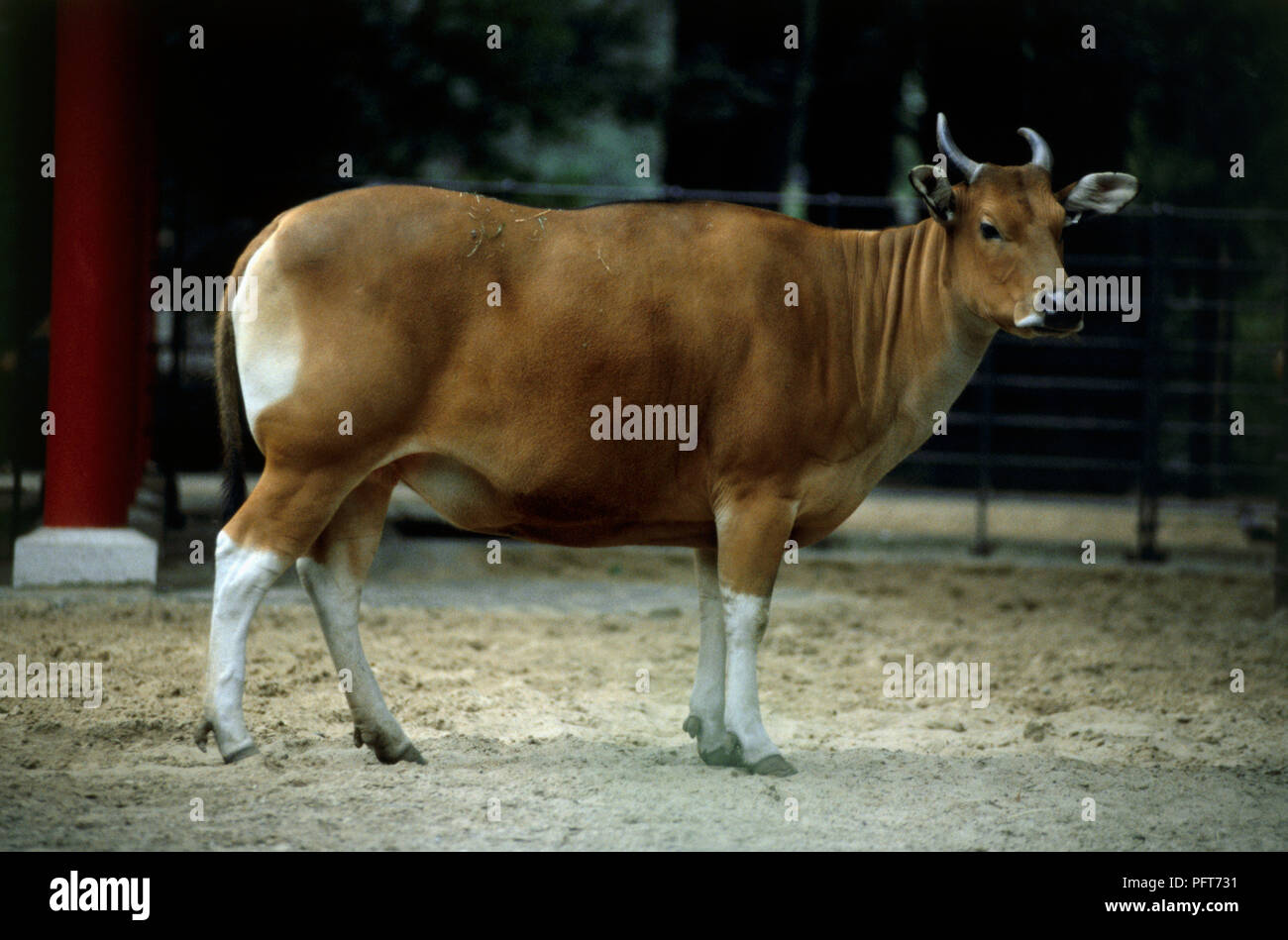 Banteng (Bos javanicus) mucca in piedi nel contenitore Foto Stock
