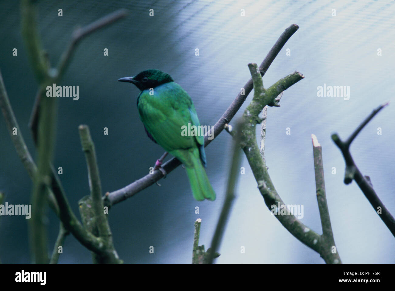 Iris lucida-starling (Coccycolius iris) noto anche come Emerald Starling, appollaiate sul ramo Foto Stock