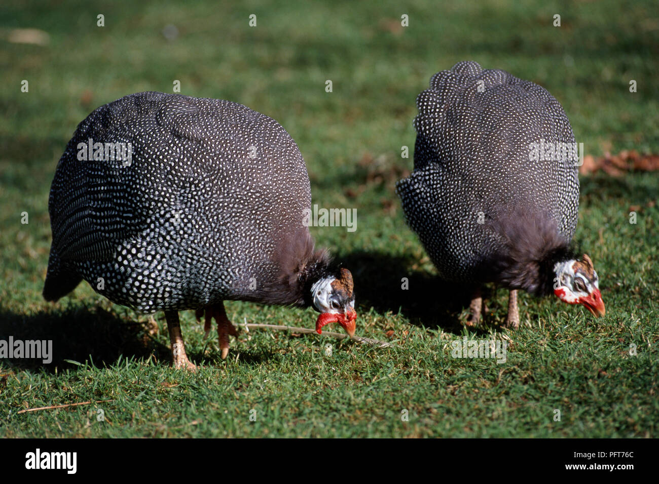 Due Helmeted Faraone (Numida meleagris) rovistando in erba Foto Stock