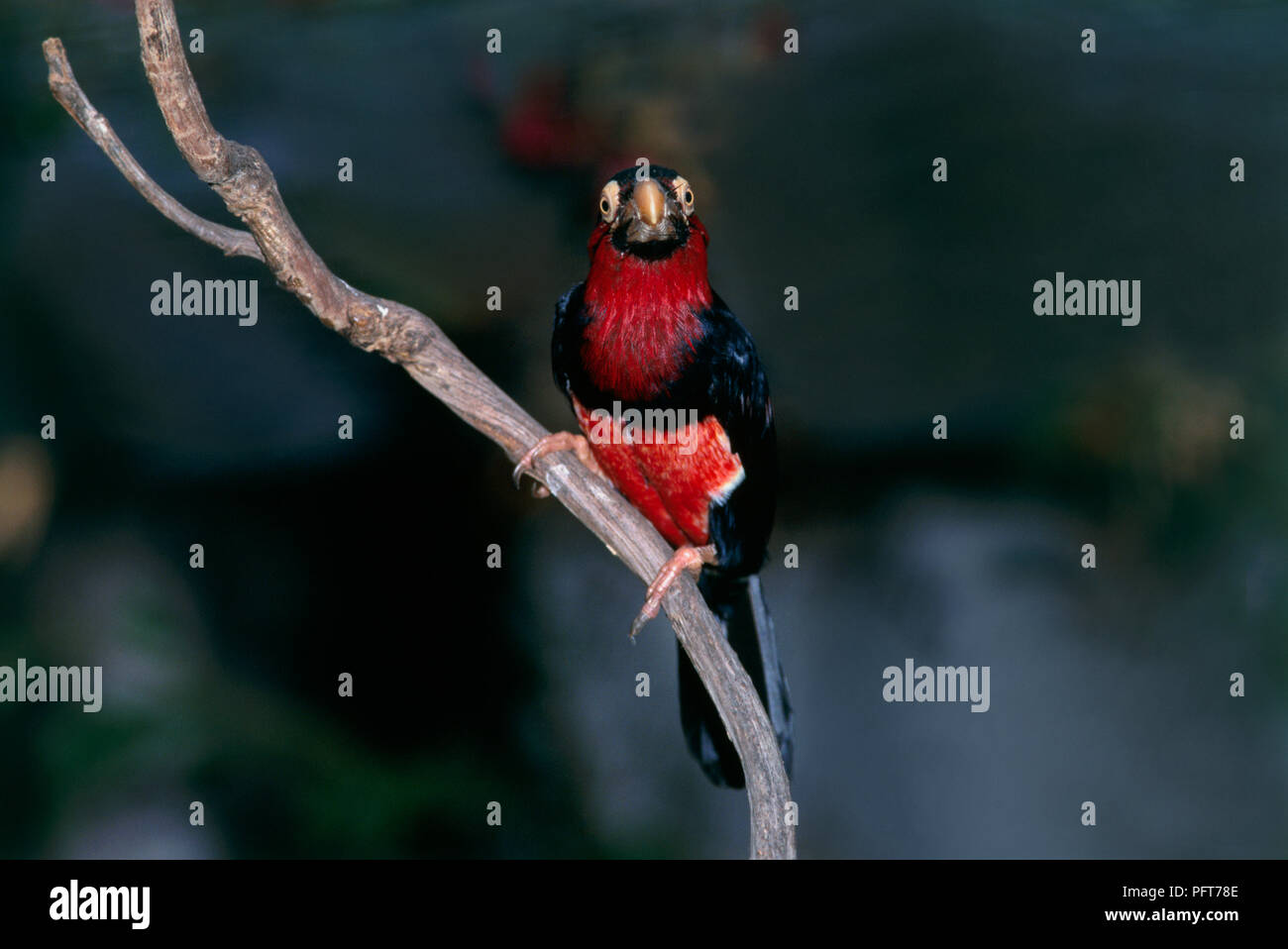 Vivace rosso e nero Barbet Barbuto (Lybius dubius) appollaiate sul ramo sottile nel contenitore guardando la fotocamera Foto Stock