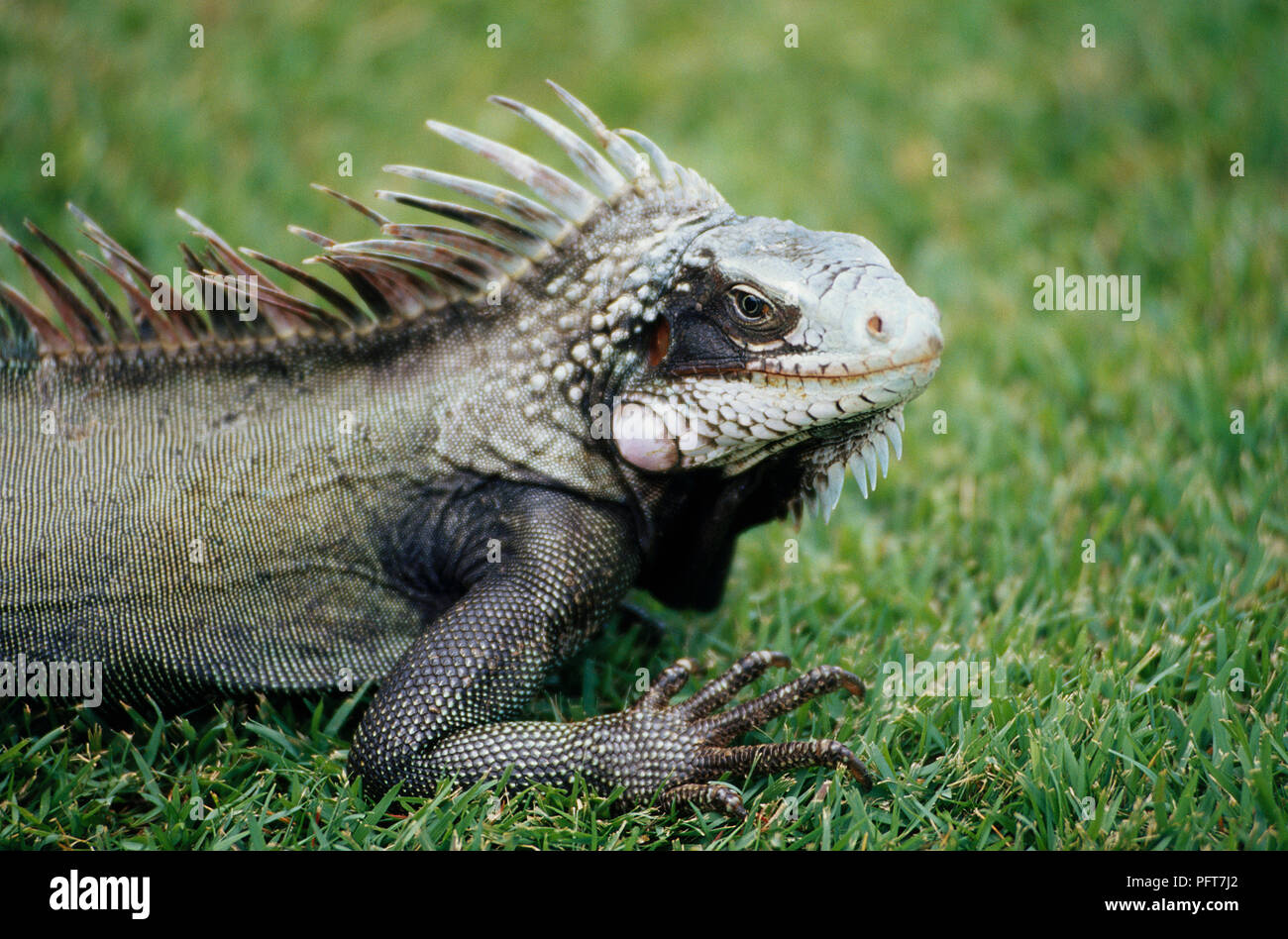 Isole Vergini (Iguana Iguana iguana), visto di profilo Foto Stock