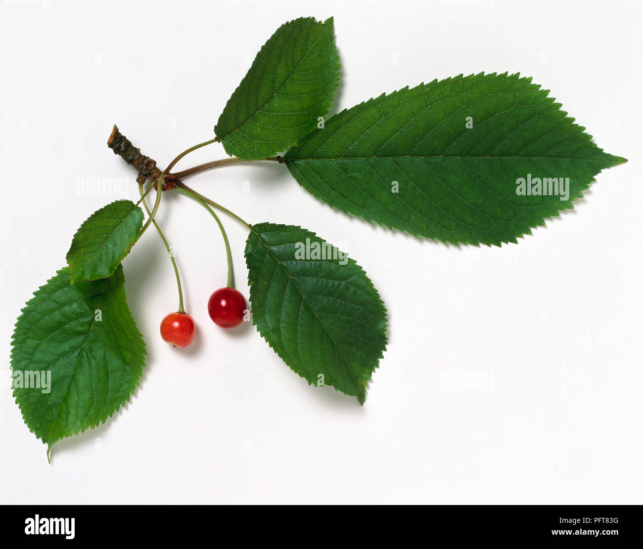Prunus avium (ciliegio selvatico) gambo con due rosse bacche e foglie verdi  Foto stock - Alamy