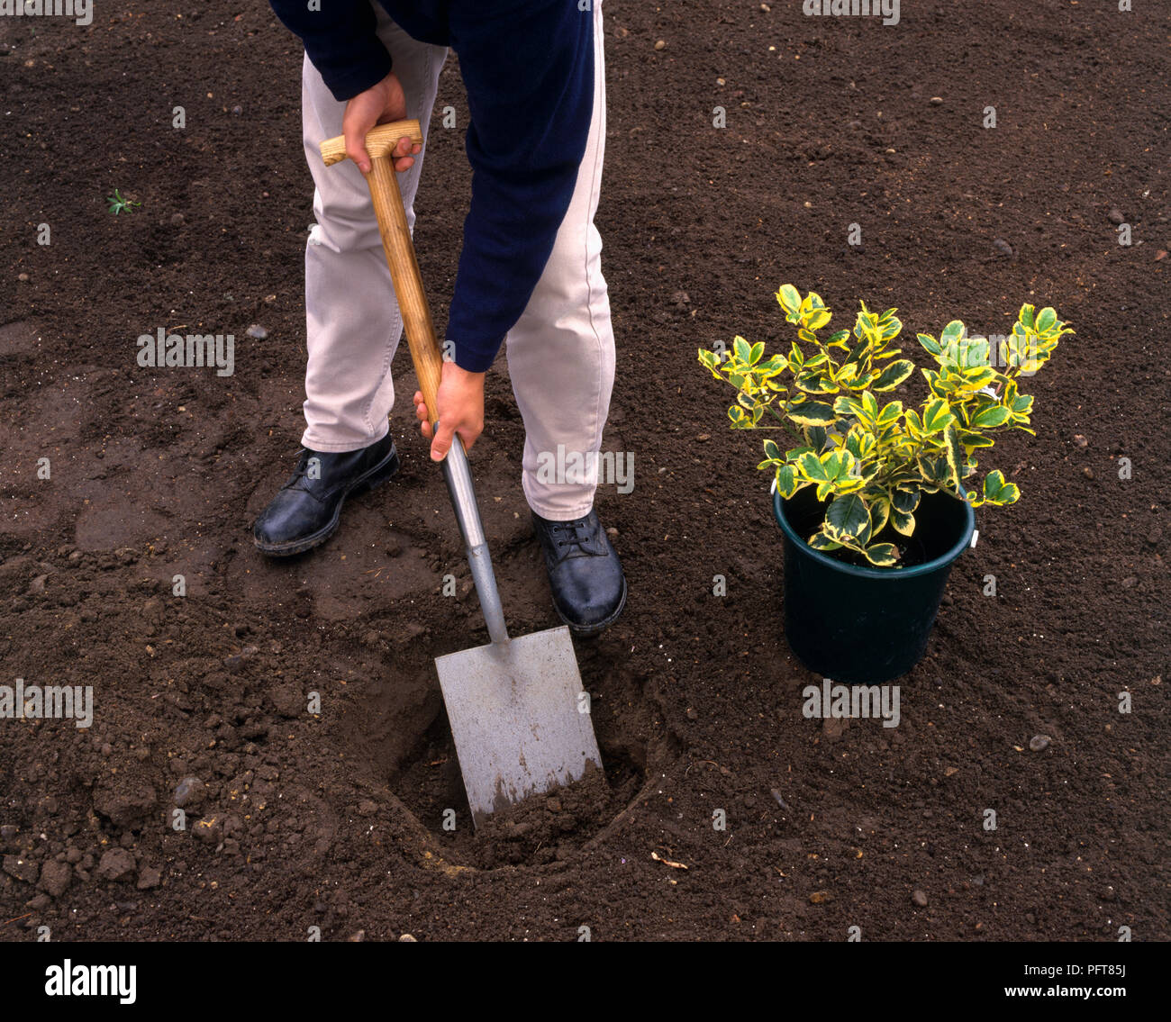 Uomo con vanga per scavare la piantagione foro per contenitore-cresciuto Euonymus variegato Foto Stock