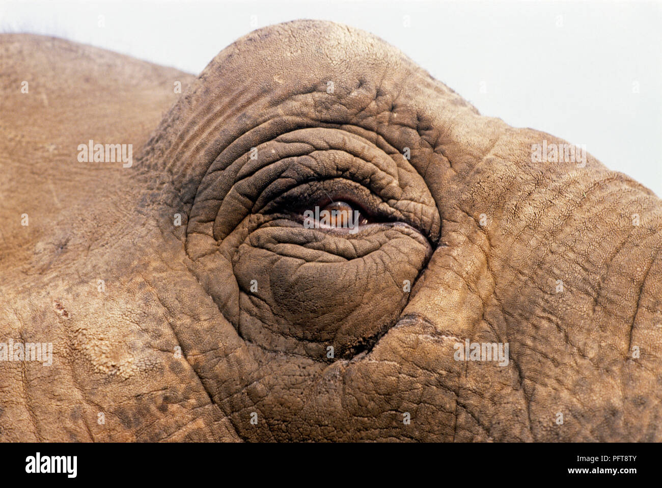 La pelle secca intorno all occhio di elefante indiano (Elephas maximus indicus) Foto Stock
