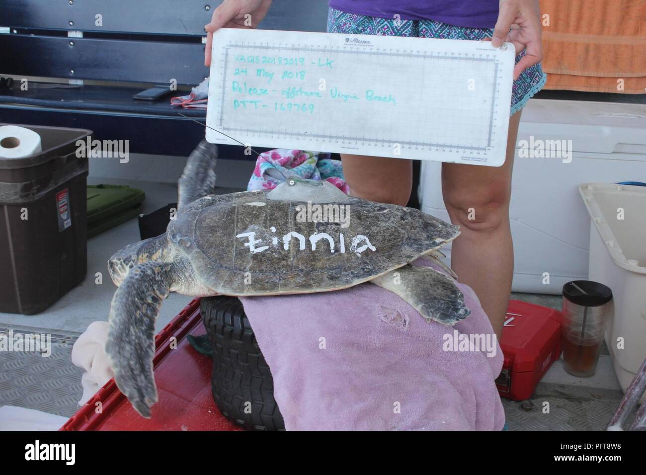 Oceano atlantico (24 maggio 2018) un riabilitato Kemp ridley della tartaruga marina è dotato di un U.S. Navy-finanziati tag satellitare prima del rilascio in mare al largo della costa della Virginia Beach, Va. Il tag viene utilizzato per tenere traccia della tartaruga e dei movimenti e il rilascio è stato eseguito come parte della marina militare di un progetto di ricerca con la Virginia Aquarium e Marine Science Center. La tartaruga è stato etichettato sotto il Virginia Aquarium la cordatura accordo con National Marine Fisheries Service (NMFS), ed è coperta da NMFS sub-permettere ai sensi del U.S. Pesci e fauna selvatica del servizio di specie in via di estinzione atto permettere #TE01150C-1. Foto Stock