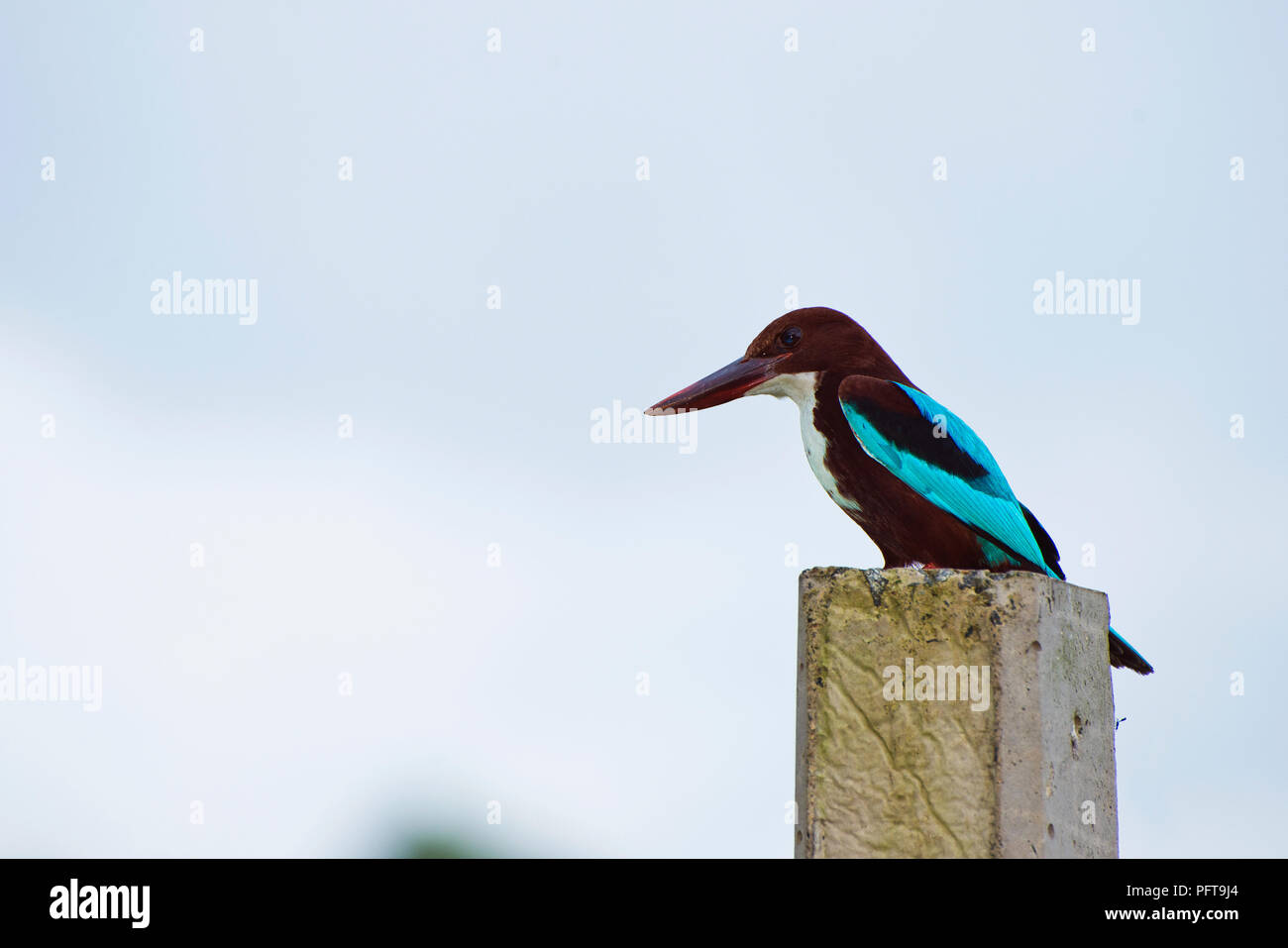 Sri Lanka, della Provincia Meridionale, Midigama, Kingfisher appollaiate su palo Foto Stock
