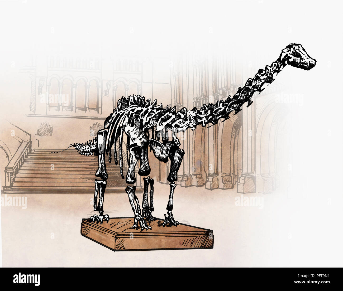 Illustrazione di scheletro di dinosauro esporre in museo, Diplodocus Foto Stock