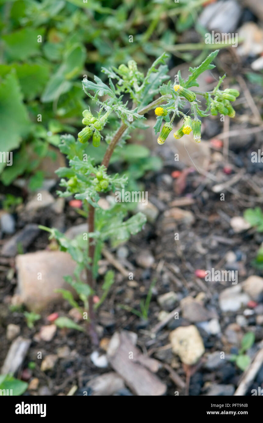 Senecio vulgaris (Groundsel) Foto Stock