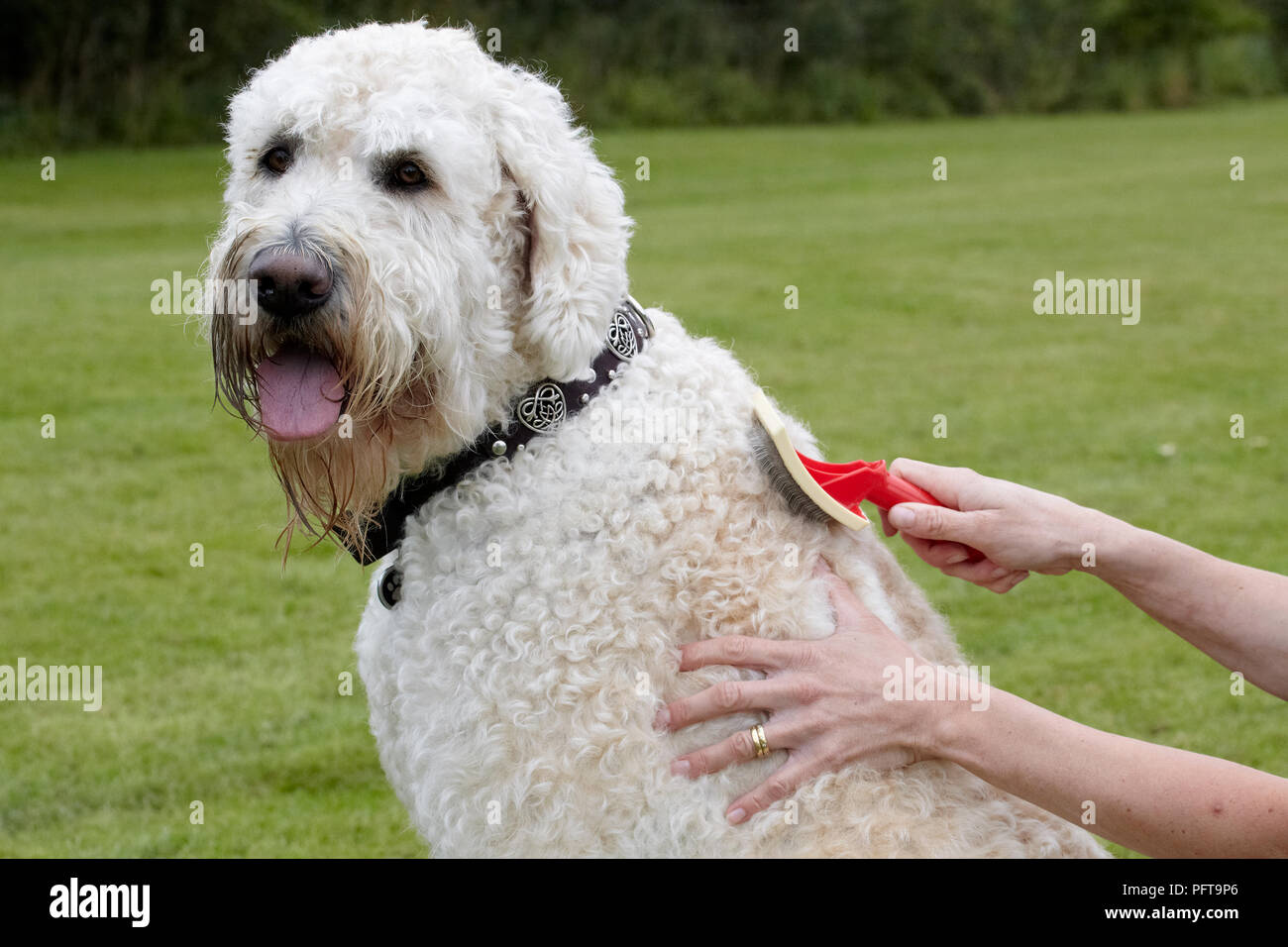Labradoodle: essendo curato dal proprietario in giardino Foto Stock