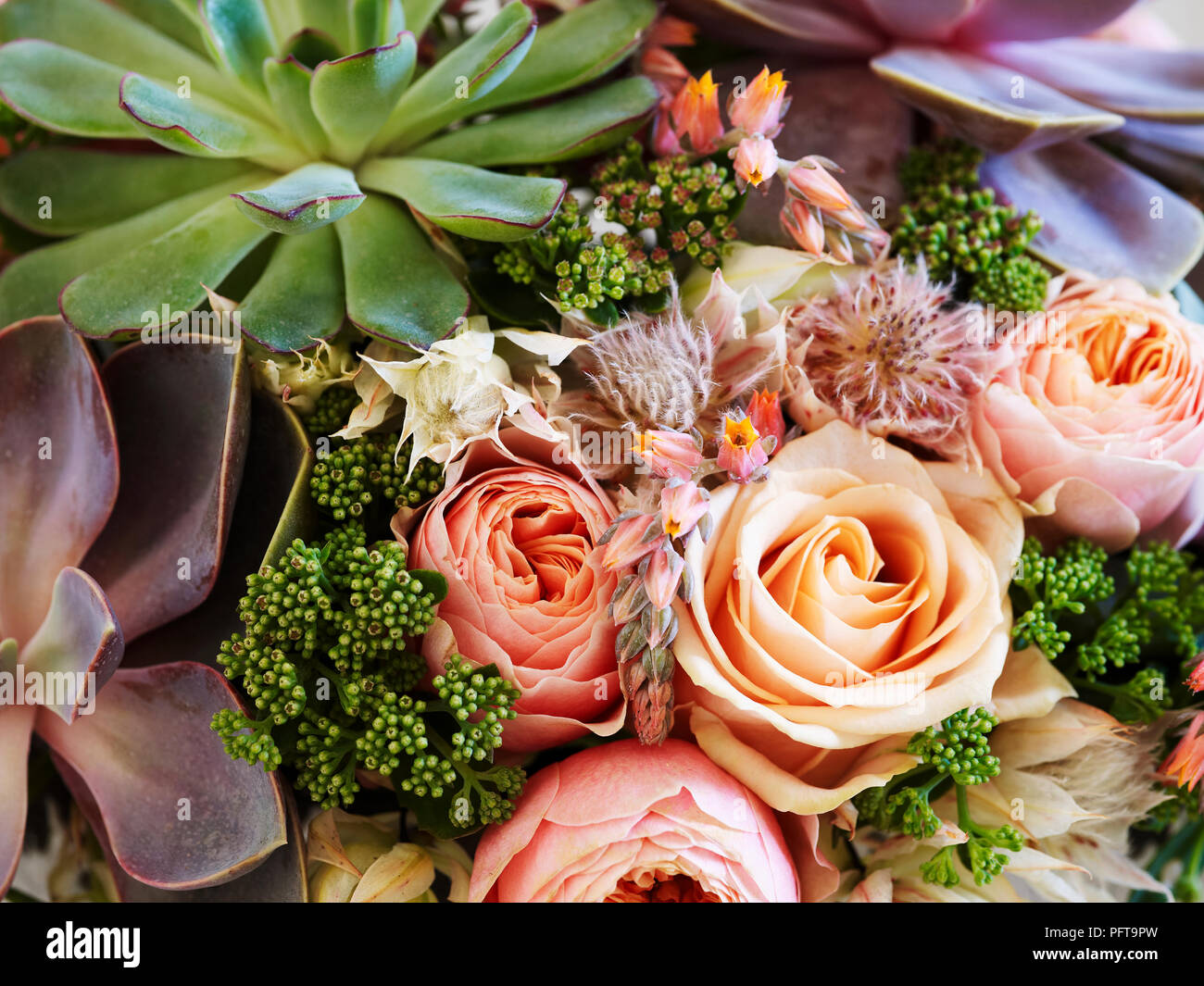 Succulente e rose fiori Foto Stock