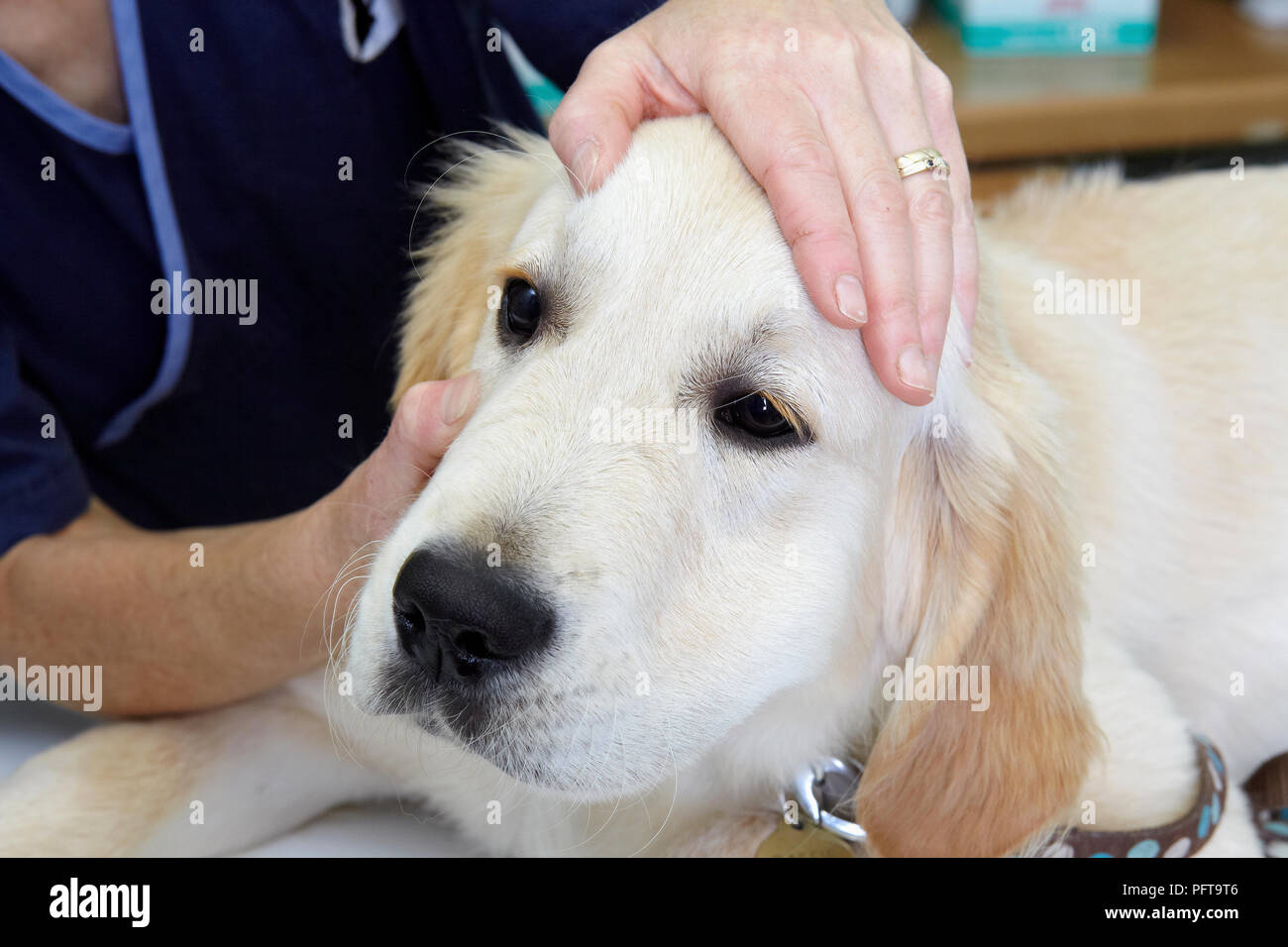 Il Labrador cucciolo essendo controllati da un veterinario. Controllare gli occhi Foto Stock