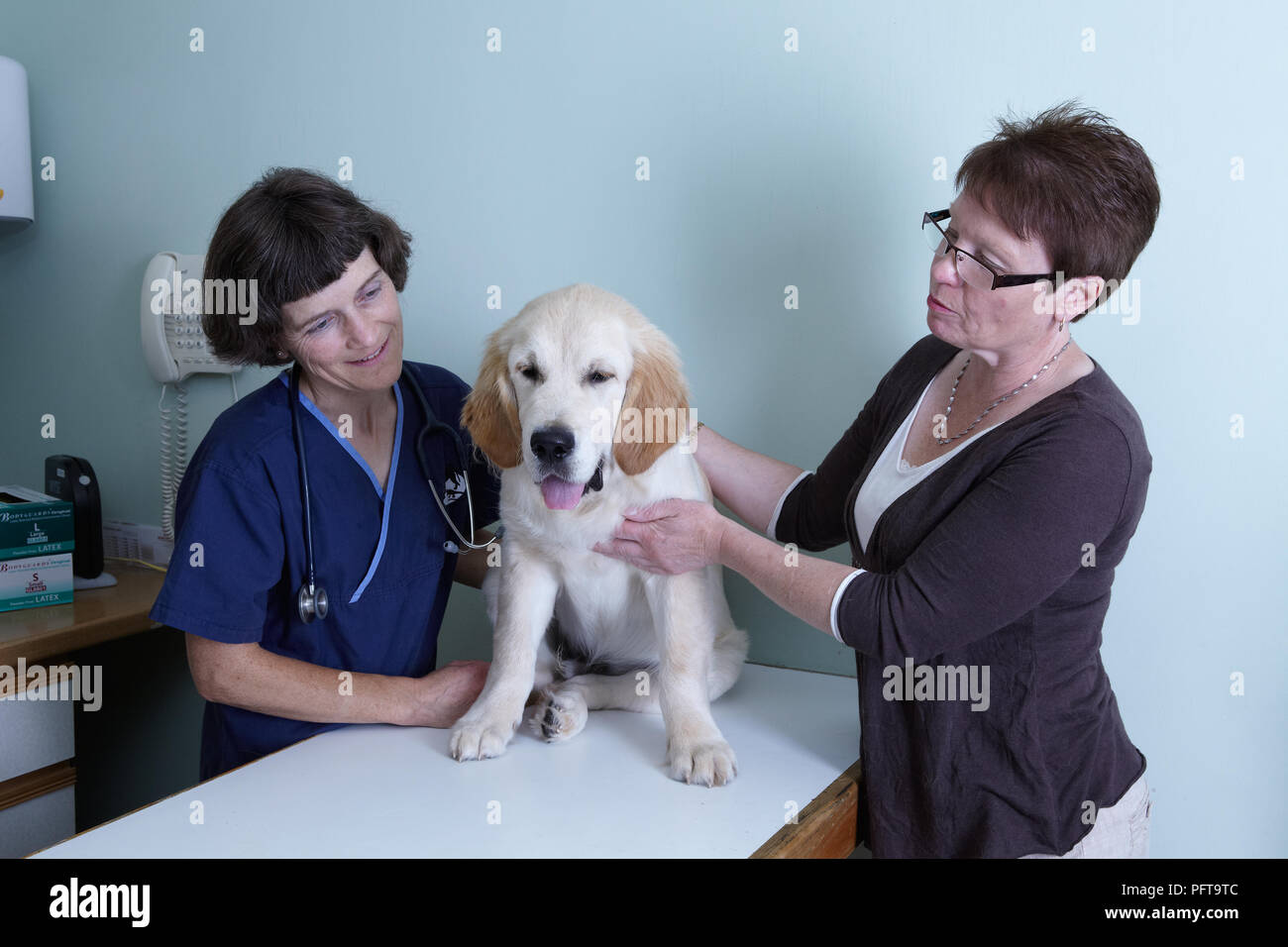 Il Labrador cucciolo essendo controllati da un veterinario Foto Stock