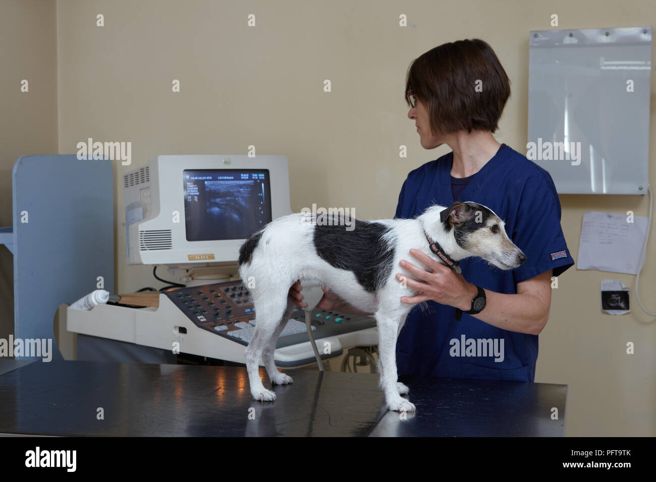 Jack Russell di scansione a ultrasuoni da veterinari infermiera in chirurgia veterinaria. Foto Stock