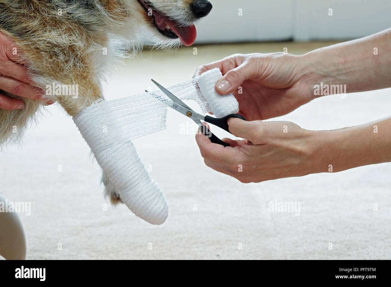 L'applicazione di bendaggi a Jack Russell zampa utilizzando elasticizzati Benda di garza Foto Stock