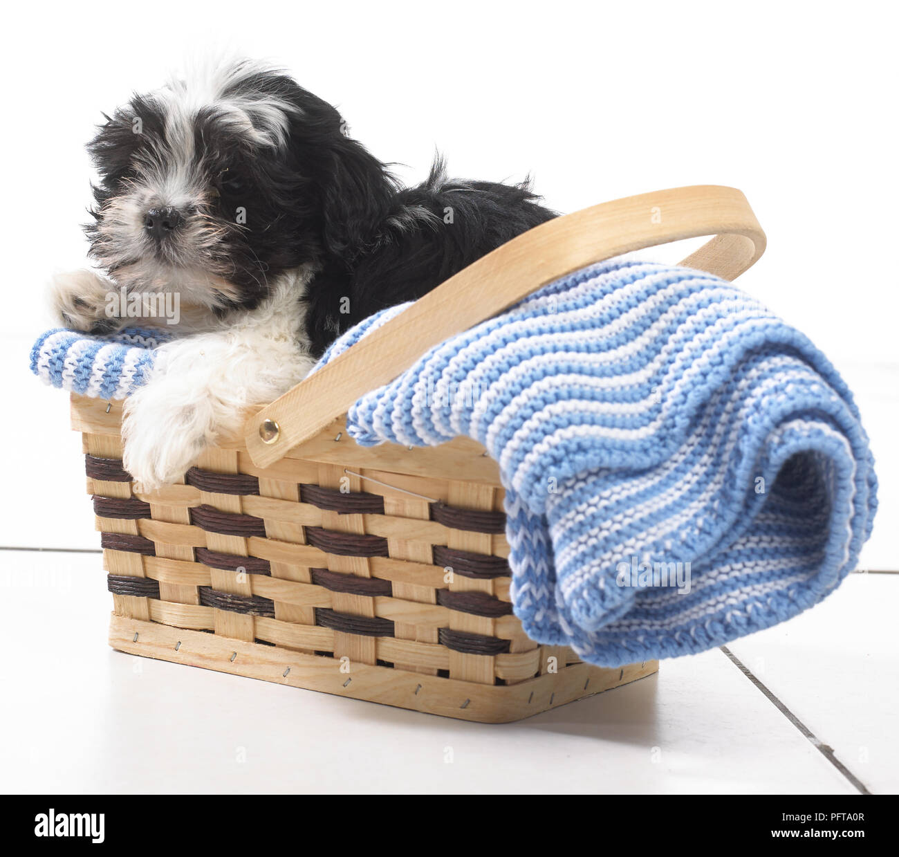 Cucciolo seduto su una coperta in un cestello Foto Stock