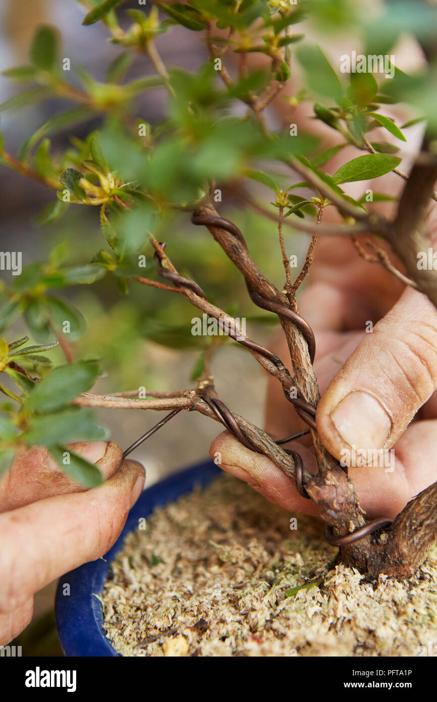 Rami di cablaggio del bonsai di azalea Foto Stock