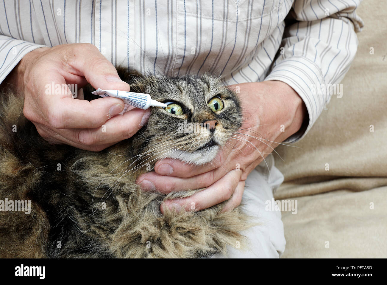 11-anno-vecchio gatto femmina, proprietario applicazione di gocce per gli occhi Foto Stock