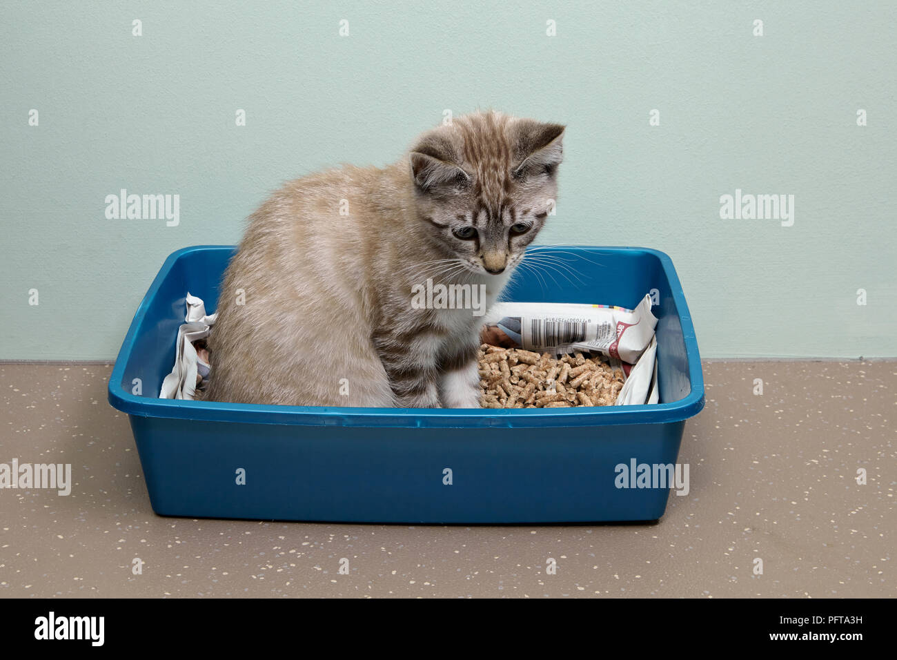 Gattino nella lettiera, femmina, 14-week-vecchio Foto Stock